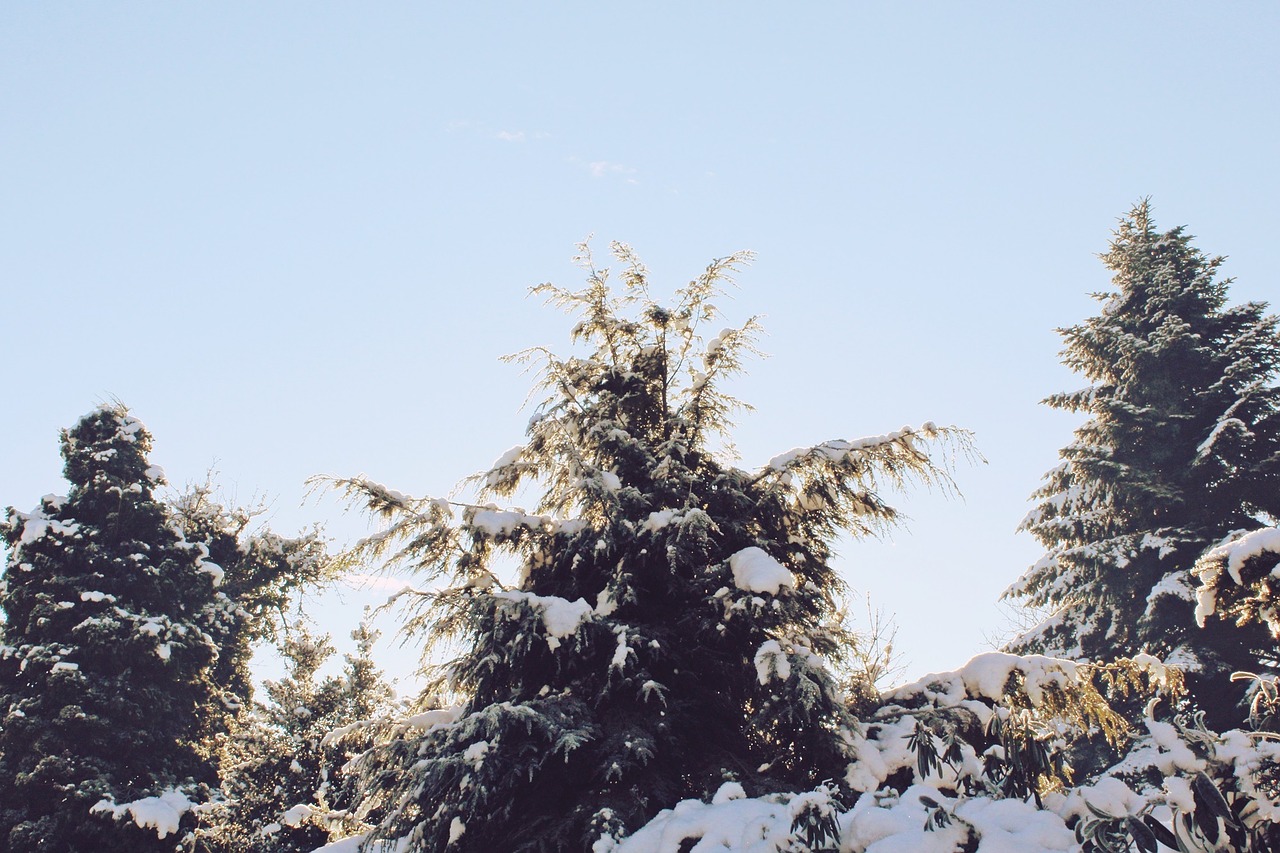 Ode To The Conifer And Happy Holidays Project Food Forest