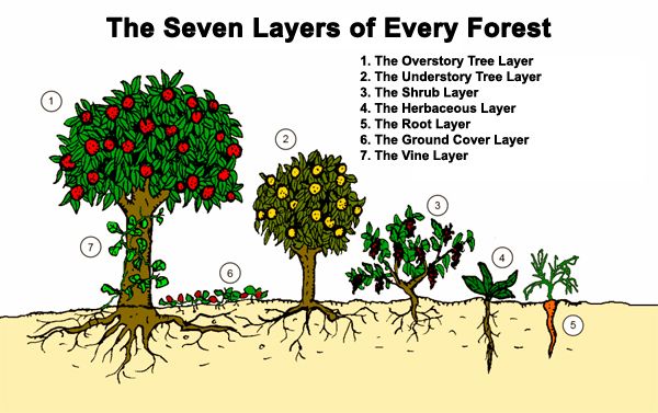 What Is A Food Forest Project Food Forest