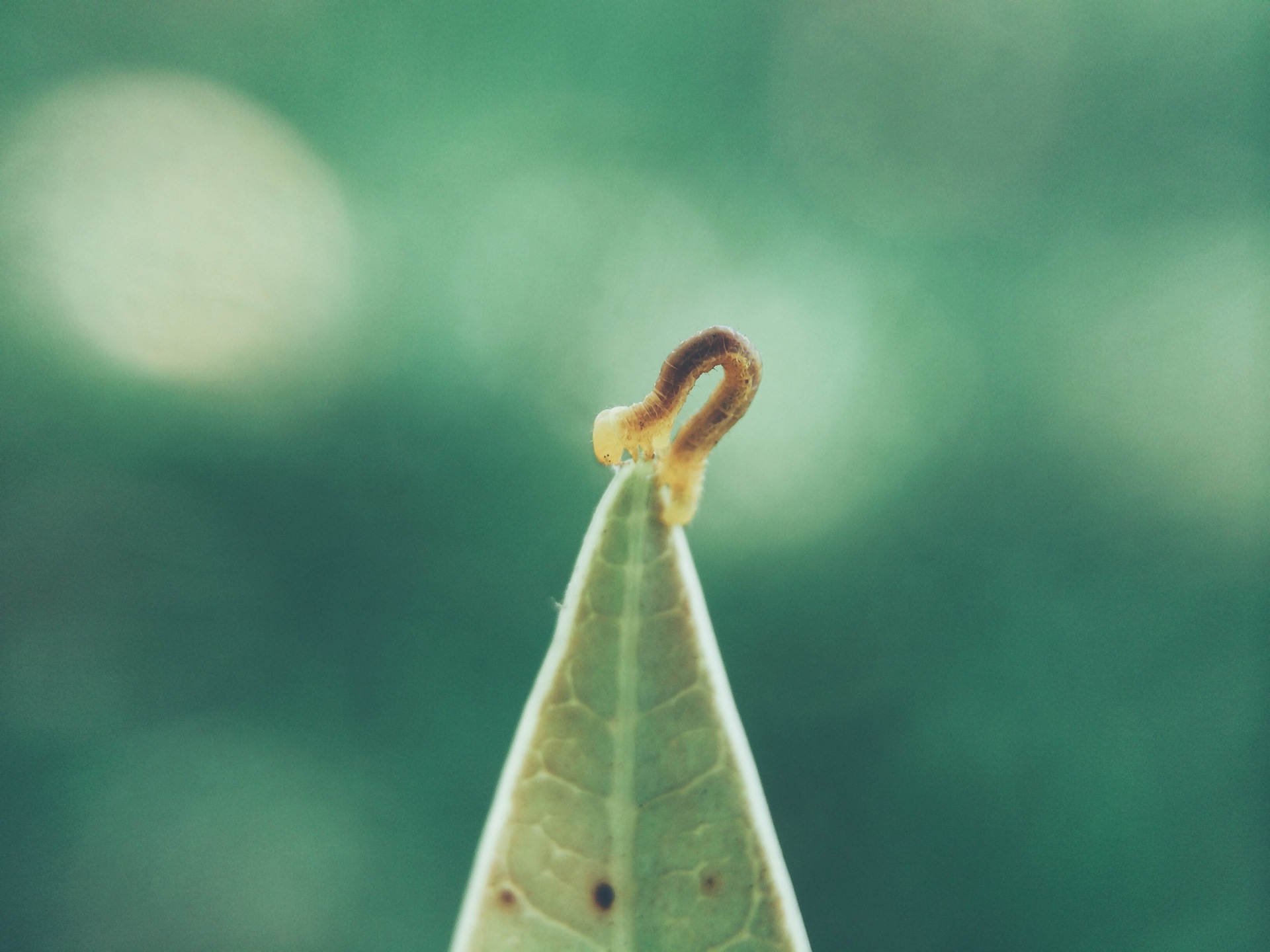 nature-leaf-bokeh-macro
