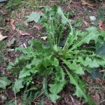 Basal rosette - perfect size and life cycle stage for harvesting leaves. Credit: www.suburbanforagers.com