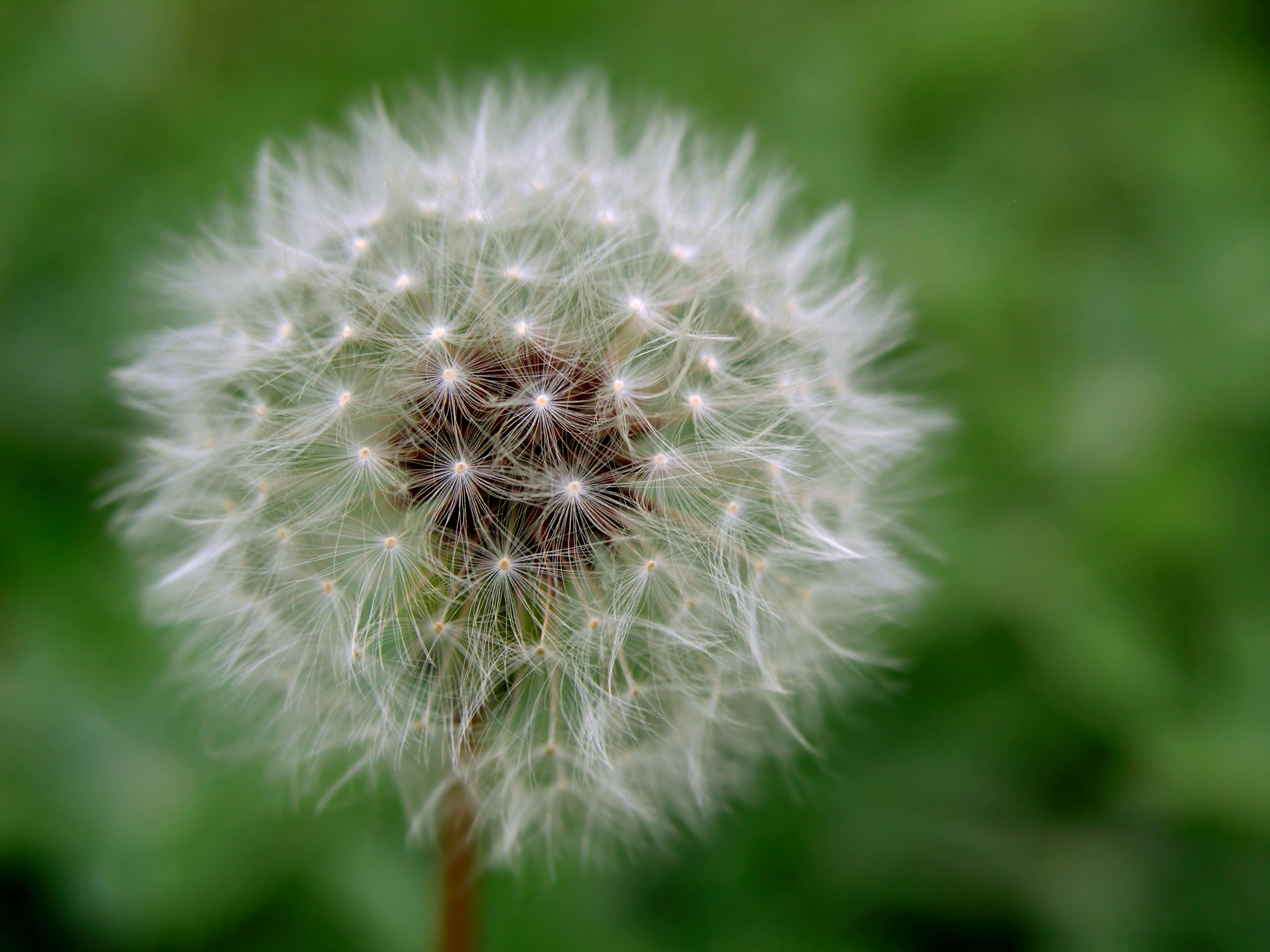 Dandelion (Taraxacum officinale) – Project Food Forest