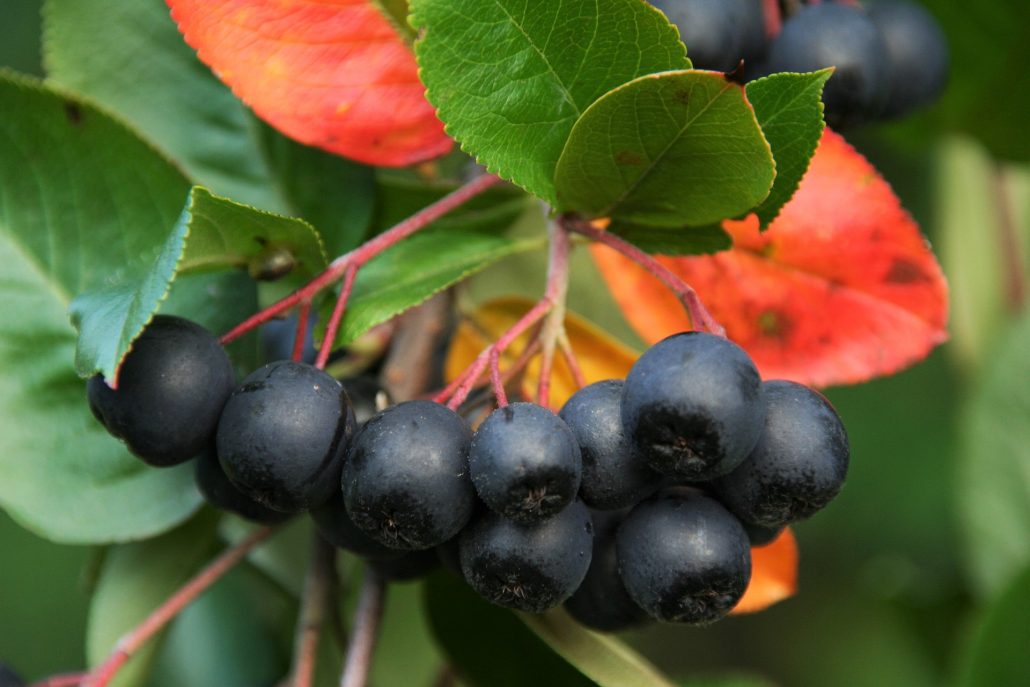 aronia-1618050_1920