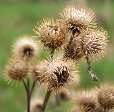 Burdock (Arctium spp.) – Project Food Forest