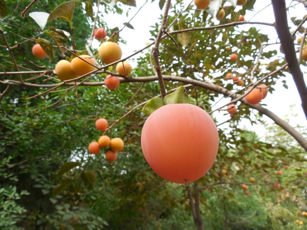 persimmon-fruit-187783_1920