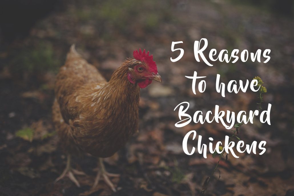 5 Reasons To Have Backyard Chickens – Project Food Forest