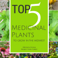 Excerpt: Top 5 Medicinal Plants To Grow In The Midwest – Project Food 